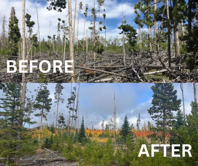 Teddy creek timber showing lots of fallen timber and second photo showing regeneration and growth.