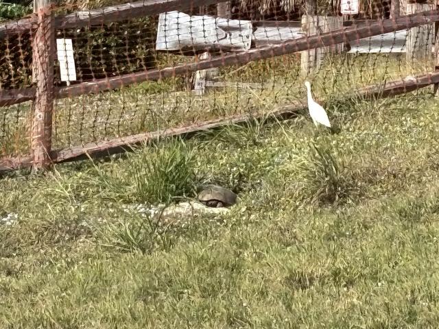Gopher tortoise with a cattle egret in a grassy area with fencing