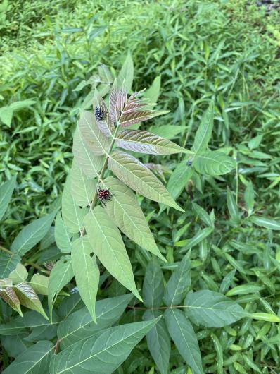 A close-up of green leaves with a few colorful insects perched on them, surrounded by lush greenery in a natural setting.
