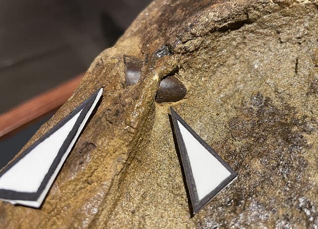 A close-up of the embedded tooth fragment, indicated by the whitepaper triangles. (Photo by Mark Jacobsen.) 