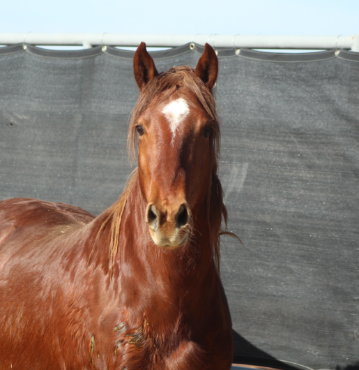 A brown horse with a white start