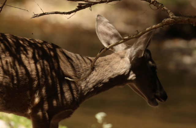 Deer standing in dappled shade near a creek, its profile partly framed by overhanging branches.