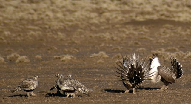 A small flock of greater sage grouse gather on a lek, males displaying their feathers.