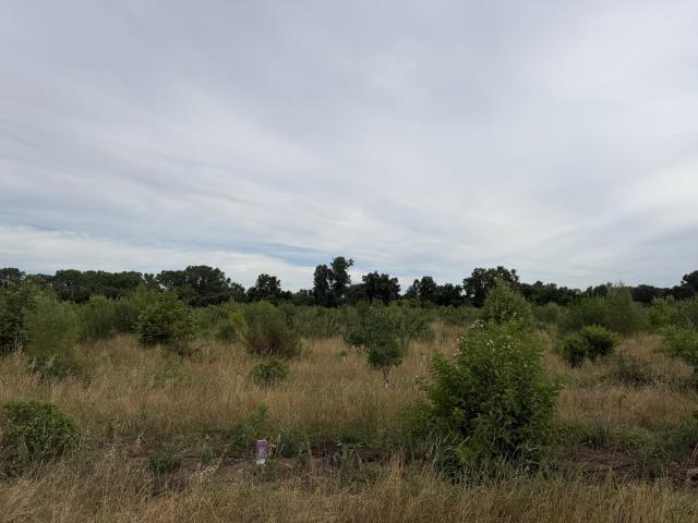 Open field with tall grass and scattered bushes under a cloudy sky
