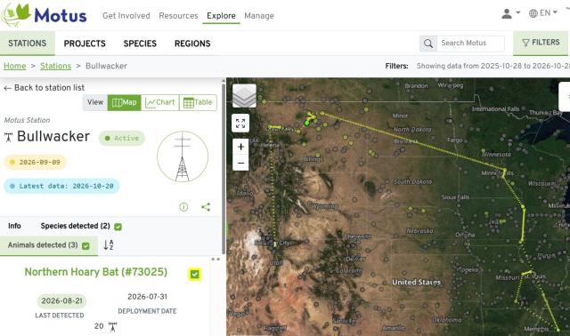 Screenshot of the Motus website showing the Bullwhacker station information panel beside a satellite map of the United States. A green route traces detections of northern hoary bat #73025 from northern Utah through central Montana, across the Upper Midwest and south to the Memphis area; green dots mark detection locations.
