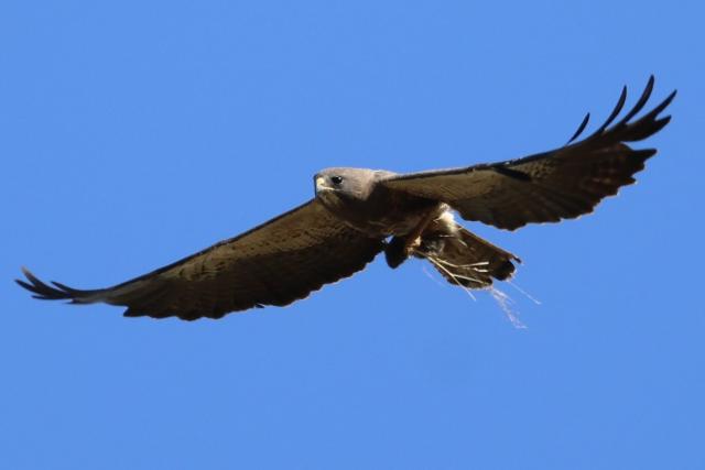 Brown bird of prey flying with wings spread against a clear blue sky