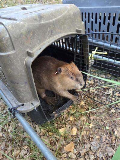 A beaver exits a carrying kennel as it is released into the wilderness.