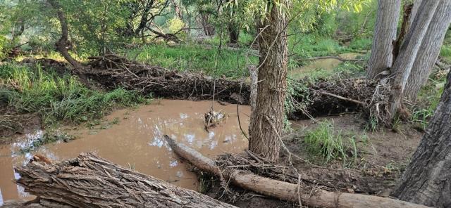 A picture of a muddy creek in a forest setting.
