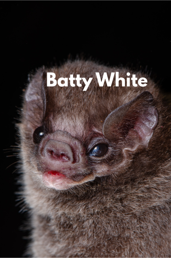 A Brownish gray fuzzy bat with Batty White as a title in white on a black background. 