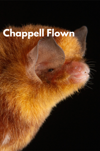 A closeup of a red haired bat with Chappell Flown written in orange/red text on a black background. 