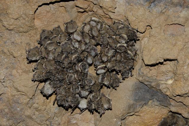 A colony of little brown bats clusters on a cave wall. Bats provide important ecological benefits by helping control insect populations. (Photo courtesy of U.S. Fish and Wildlife Service)