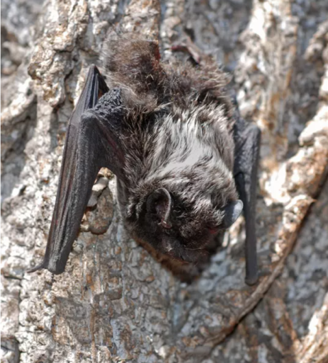 A silver-haired bat roosts on the bark of a tree. The species is recognized by the silver-tipped fur that lines its dark coat. (Photo courtesy of U.S. Fish and Wildlife Service)