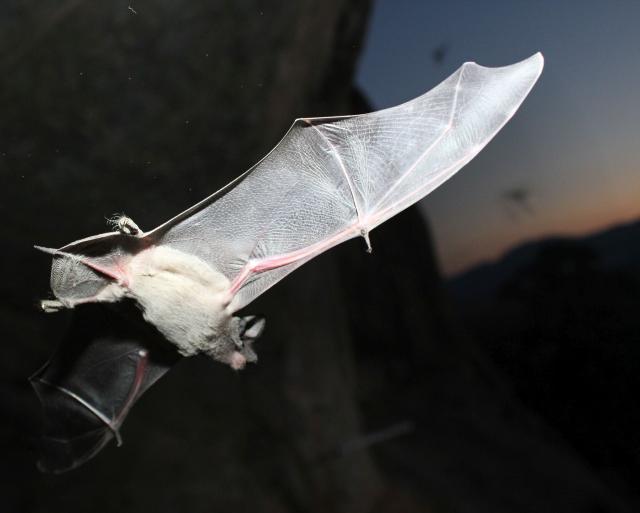A close-up photograph of a bat in flight at dusk, illuminated by a camera flash against a dark background. The bat’s pale fur and translucent wings are clearly visible, with delicate veins and pinkish wing bones highlighted by the light. The bat is captured mid-flight with its wings fully extended, while blurred cliffs and distant mountains form a faint backdrop beneath the evening sky.