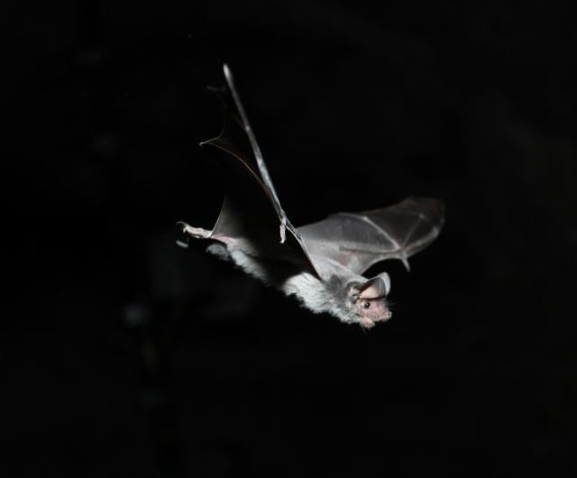 A close-up photograph of a bat in flight against a black nighttime background. The bat’s pale gray fur and translucent wings are illuminated by a flash, revealing fine details of its face, ears, and wing membranes. With its wings fully extended and body angled slightly downward, the bat appears suspended in midair as it navigates through the darkness.
