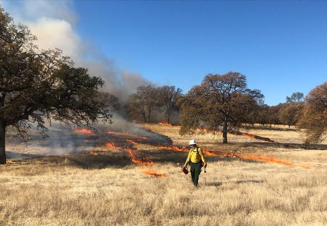 Wildland firefighter monitoring a prescribed burn in a grassy oak woodland