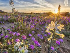 Spring wildflowers bloom in the desert. Photo by Bob Wick, BLM. 