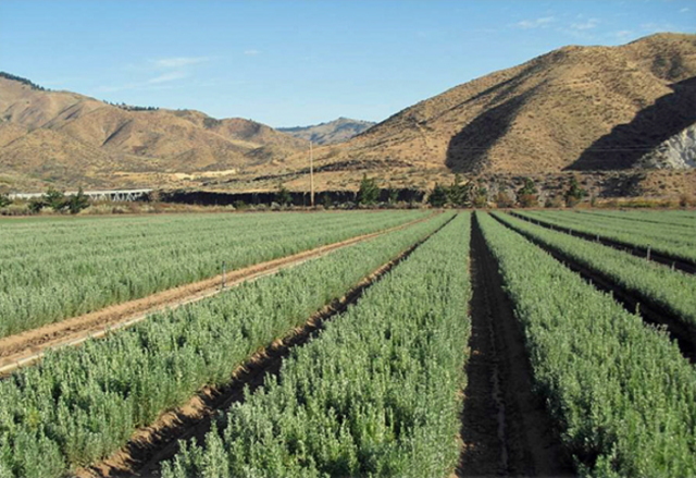 Sagebrush production fields