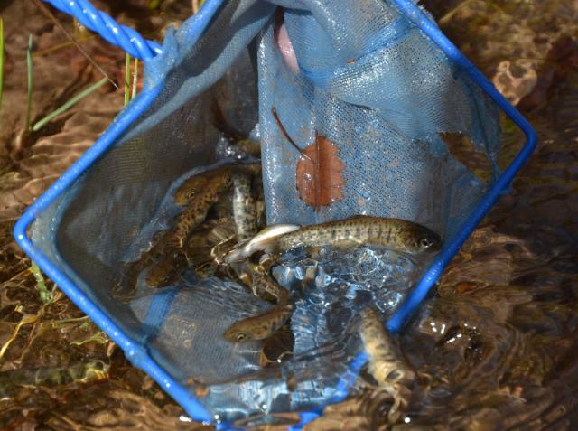 Bonneville Cutthroat reintroduction in Randolph Creek, Utah. 