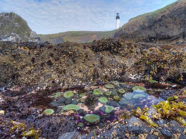 tide pools below a white lighthouse