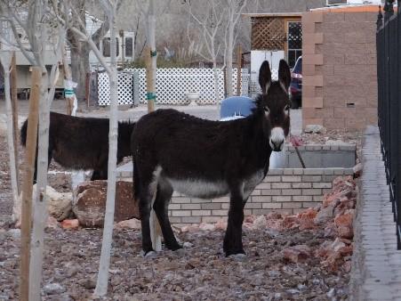 Wild Burros standing next to brick structures