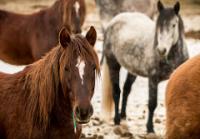 Wild horses