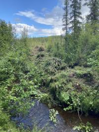 Fuel break with brush piles near stream