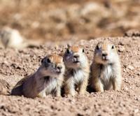 Black-Tailed Prairie Dogs