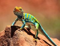 Collared Lizard