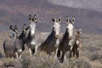 Burros on the range