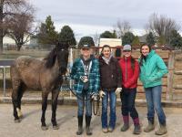 4-H Trained Wild Horse