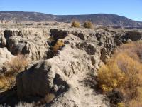 Bluffs and fall foliage in the Rio Puerco Management Area. 