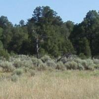 Photo flourishing greenery shows over what was once a wellpad immersed in dirt in rock under clear blue skies.