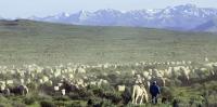 Rancher and his sheep move through public lands near Shoshone, Idaho with tall mountains in the distance.