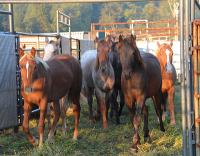 Horses trotting out of a pen towards the facing camera