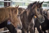 Wild Horses 