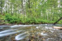 Creek in woods