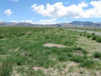 Mountain landscape with grass and shrubs in the springtime. 