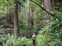 Hikers walking up a trail surrounded by ferns and large trees. 