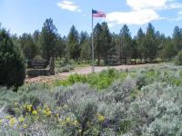 American glad in the center surrounded by plants and trees. 