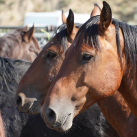 Side view of two horses heads at a BLM Wild Horse and Burro adoption event. 