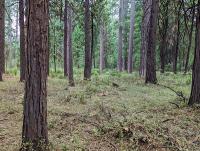 Trees and the forest floor. 