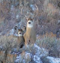Deer in Winter