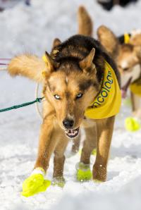 Sled dog pulling