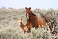 A horse and a foal in sagebrush