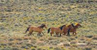 Four tan colored horses running over sagebrush.