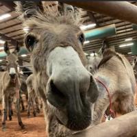 A burro in Ocala, Florida