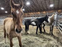 Wild horses in Carthage, Missouri