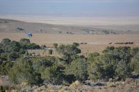 The helicopter pilot herds wild horses toward the trap.