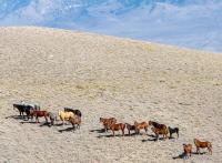 Clan Alpine Wild Horses