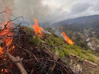 A pile of brush burns with wet forest in the background